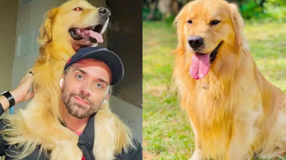 Cachorro morre após falha no transporte aéreo da Gol em Guarulhos, SP